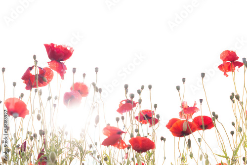 Obraz na płótnie white background and poppies w salonie