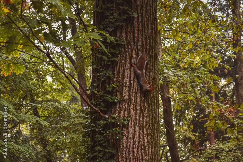Fototapeta premium SCOIATTOLO E FOLIAGE AL PARCO DI MONZA