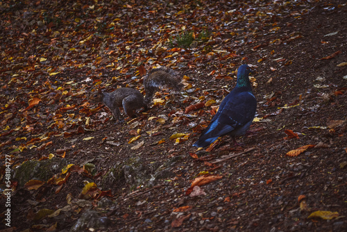 FOLIAGE AL PARCO DI MONZA photo