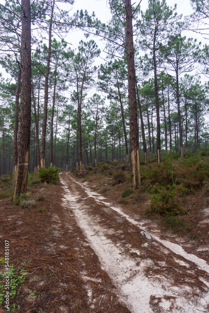 Fototapeta premium Sandy road in autumn pine forest