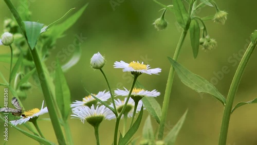 Scorpionfly on Daisies with gentle breeze and defocus green background  photo