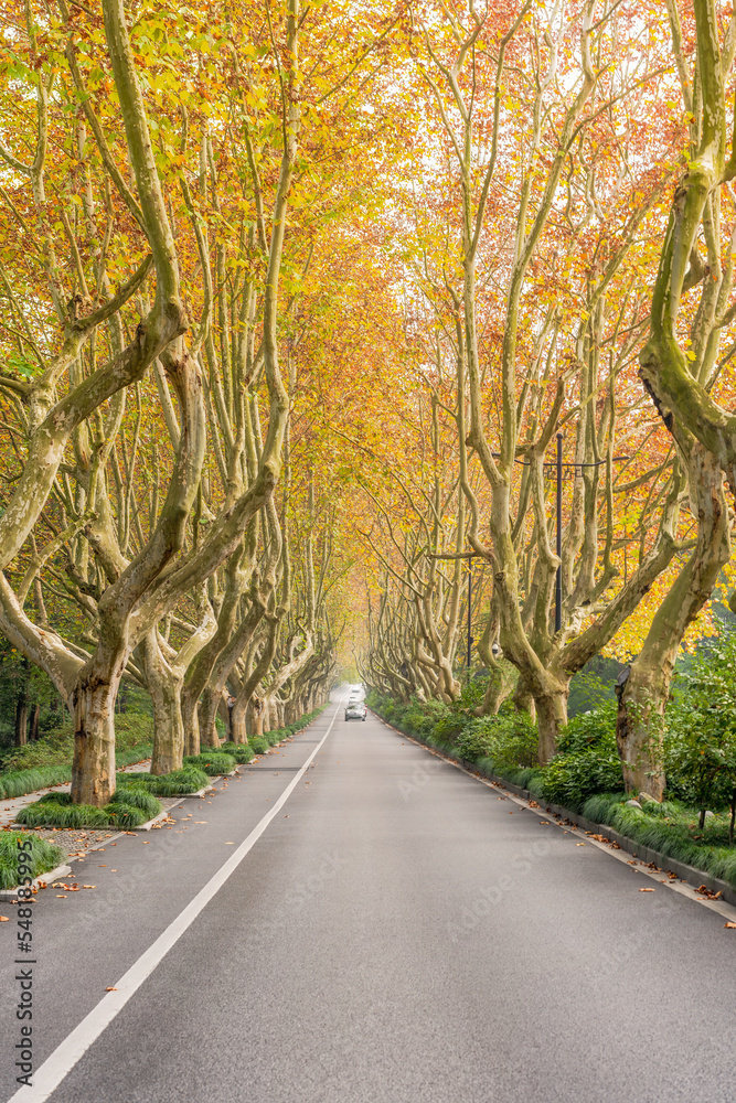 road in autumn road in autumn
