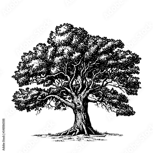Hand drawn big tree illustration