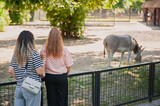 Woman with her daughter looking at wild ass in zoo
