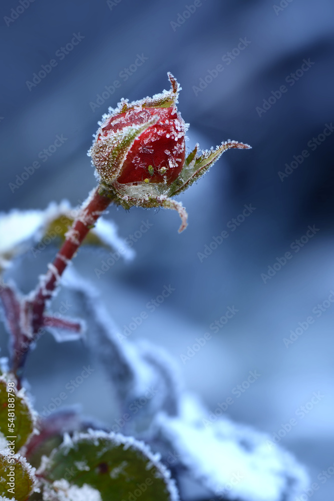 Fototapeta premium Blumen 1437