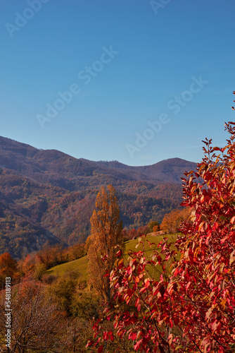 Autumn color trees and countryside landscape. photo