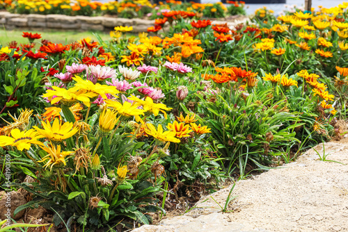 Fototapeta Naklejka Na Ścianę i Meble -  View of beautiful flowers blooming in park, closeup