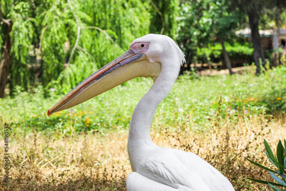 Fototapeta premium Beautiful pelican in zoological garden