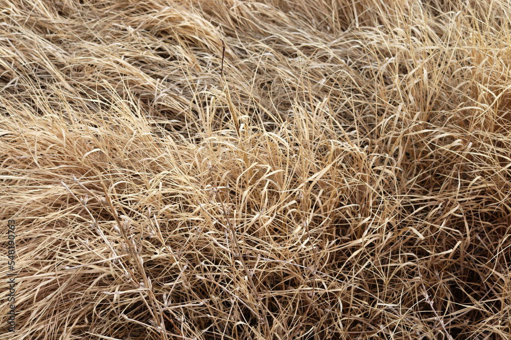 dry and yellow grasses in autumn season dry and yellow grasses in autumn season