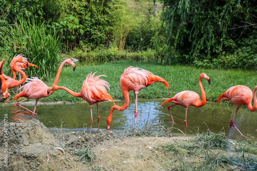 Beautiful pink flamingos in...