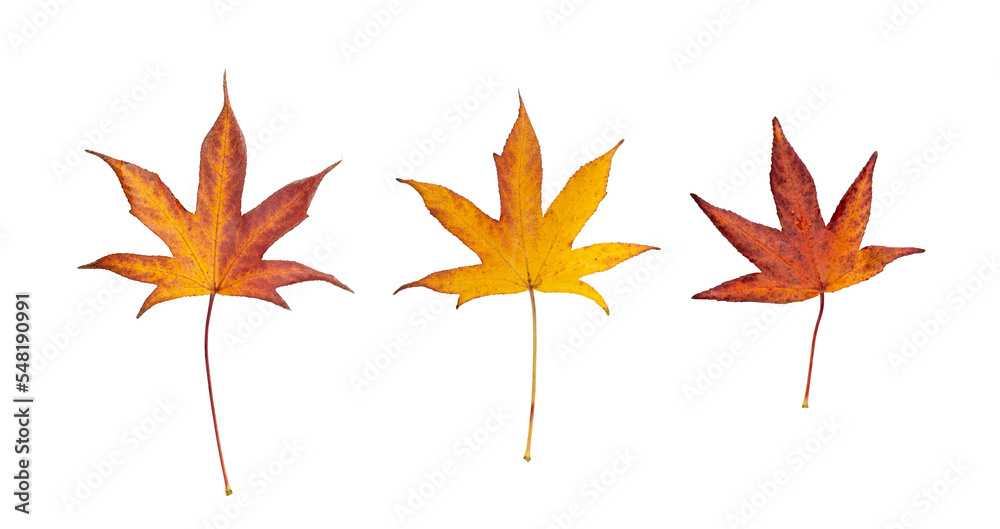 Japanese Maple Autumn Leaf Isolated, Red Autumn Tree Leaves, Orange Foliage, Yellow Fall Leaf Japanese Maple Autumn Leaf Isolated, Red Autumn Tree Leaves, Orange Foliage, Yellow Fall Leaf