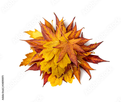 Autumn Leaf Pile Isolated, Colored Autumn Tree Leaves, Yellow Orange Green Foliage, Fall Leaf