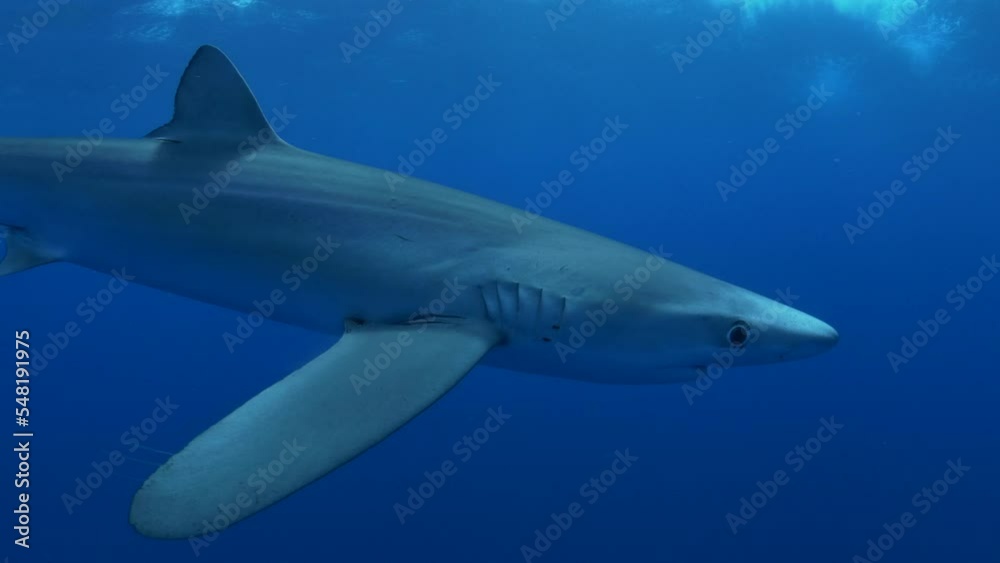 Requin bleu