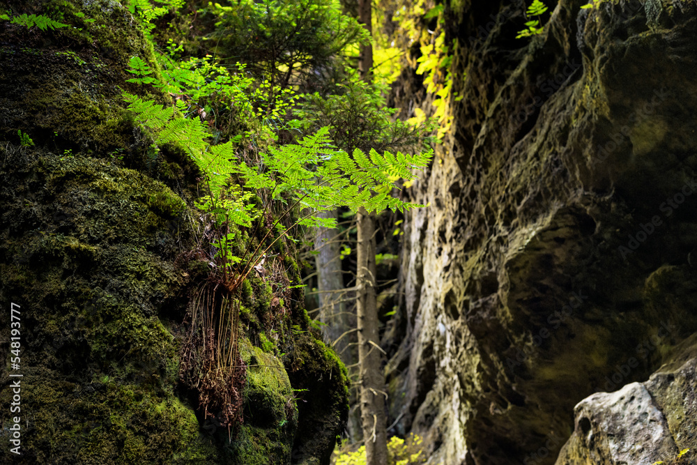 Natural landscape - view of the rocks covered with moss and ferns in the forest, Saxon Switzerland, Germany Natural landscape - view of the rocks covered with moss and ferns in the forest, Saxon Switzerland, Germany