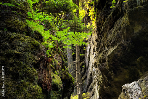 Natural landscape - view of the rocks covered with moss and ferns in the forest, Saxon Switzerland, Germany