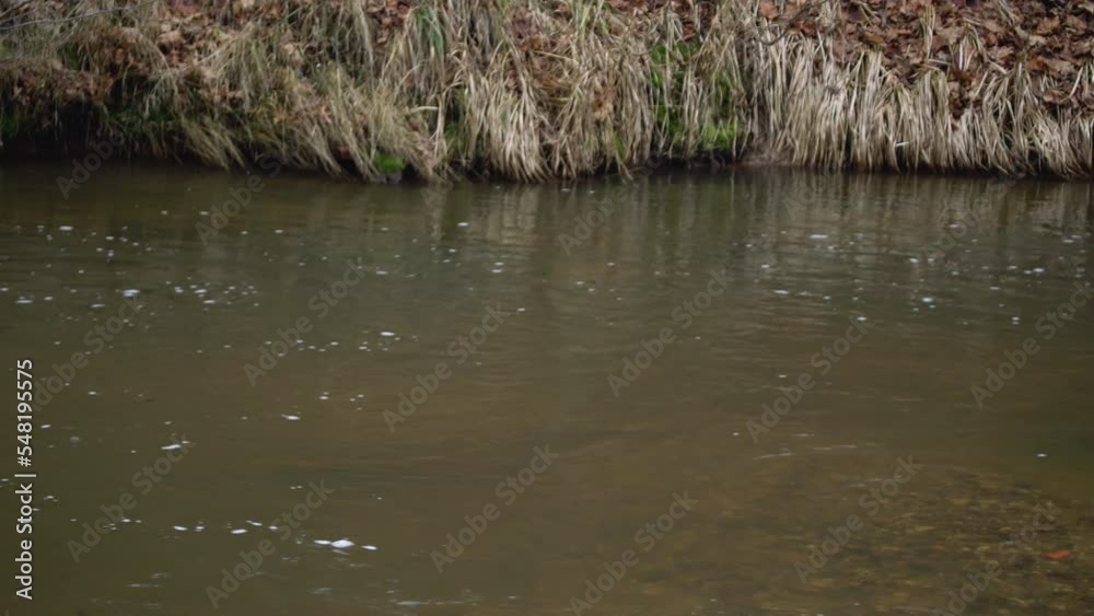 Nesting Fish Atlantic salmon spawning in shallow river stream. Fish nesting in fresh ...