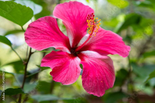 Blooming Pink hibiscus Flower on the garden tree