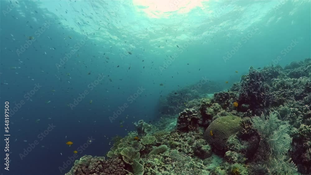 Underwater tropical colourful soft-hard corals seascape. Underwater fish reef marine. Philippines. Underwater tropical colourful soft-hard corals seascape. Underwater fish reef marine. Philippines.