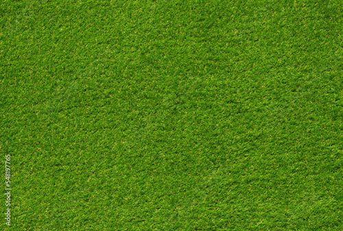 Top view fresh green grass