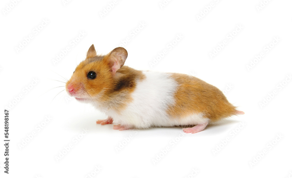 Syrian Hamster isolated on a white Syrian Hamster isolated on a white