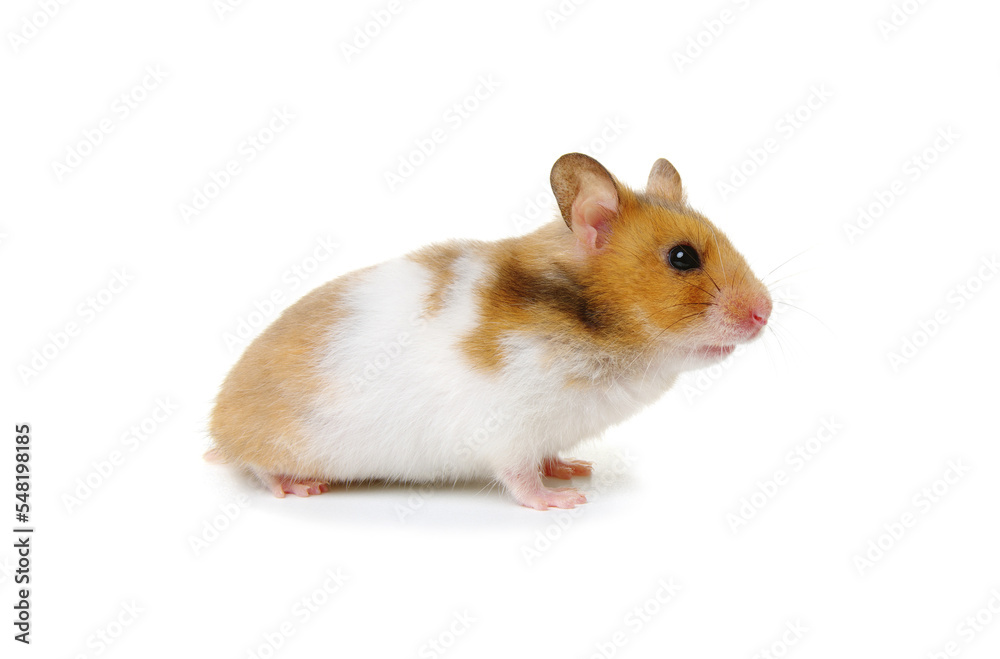 Syrian Hamster isolated on a white Syrian Hamster isolated on a white