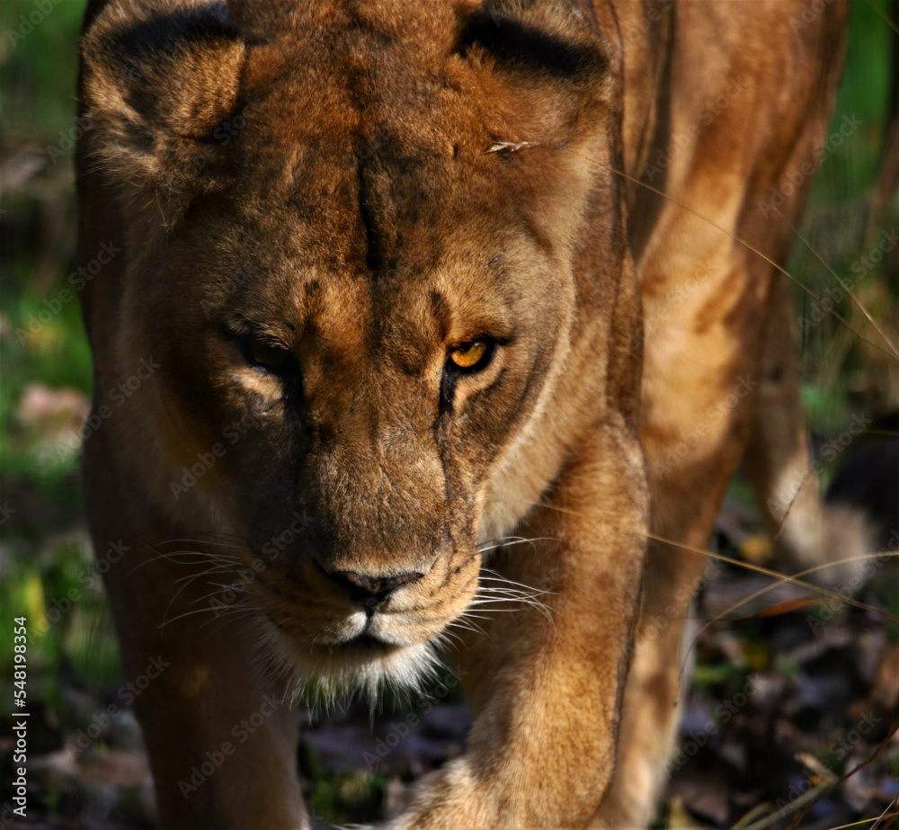 Obraz premium The eye of the hunter