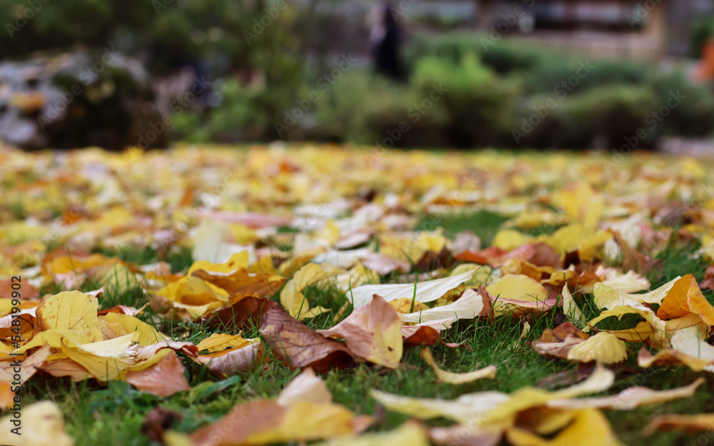 Fallen leaves on green grass in autumn park, closeup Fallen leaves on green grass in autumn park, closeup