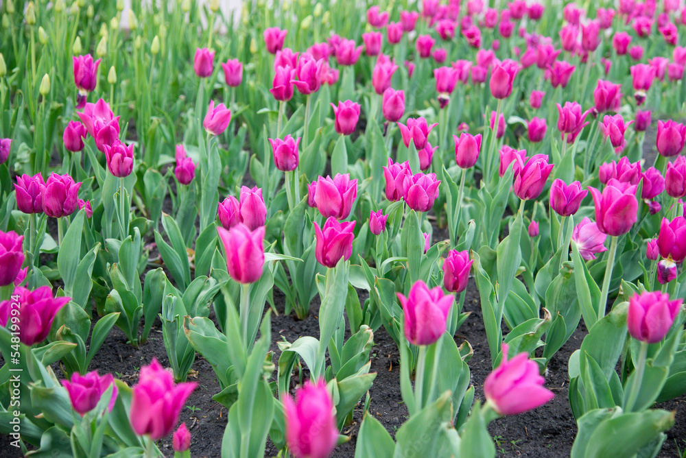 Pink tulips bloom under sunshine in the garden. Pink tulips bloom under sunshine in the garden.