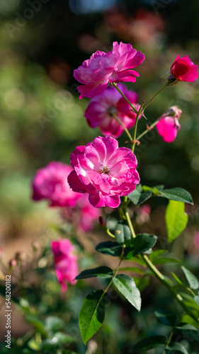 ピンクの秋薔薇