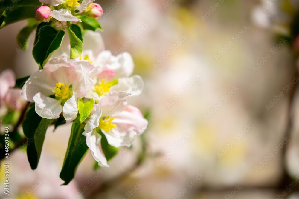 Spring blooming sakura trees. Pink flowers Sakura Spring landscape with blooming pink tree. Beautiful sakura garden on a sunny day.Beautiful concept of romance and love with delicate flowers. Spring blooming sakura trees. Pink flowers Sakura Spring landscape with blooming pink tree. Beautiful sakura garden on a sunny day.Beautiful concept of romance and love with delicate flowers.