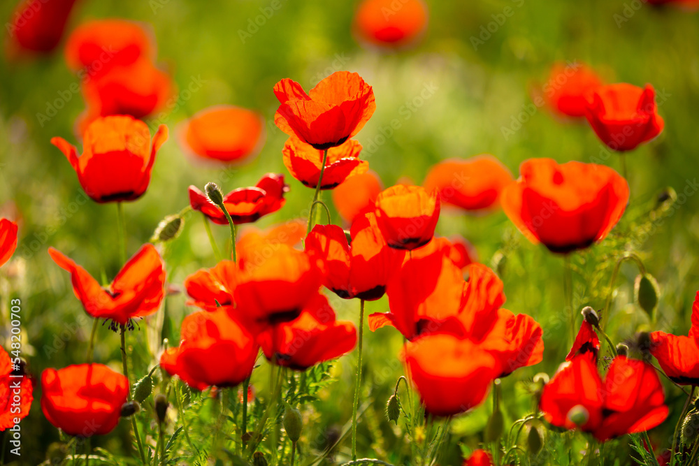 Spring, field of poppy flowers. The concept of the freshness of the morning nature. Spring landscape of red wildflowers. Beautiful landscape, pnorama long banner. Spring, field of poppy flowers. The concept of the freshness of the morning nature. Spring landscape of red wildflowers. Beautiful landscape, pnorama long banner.