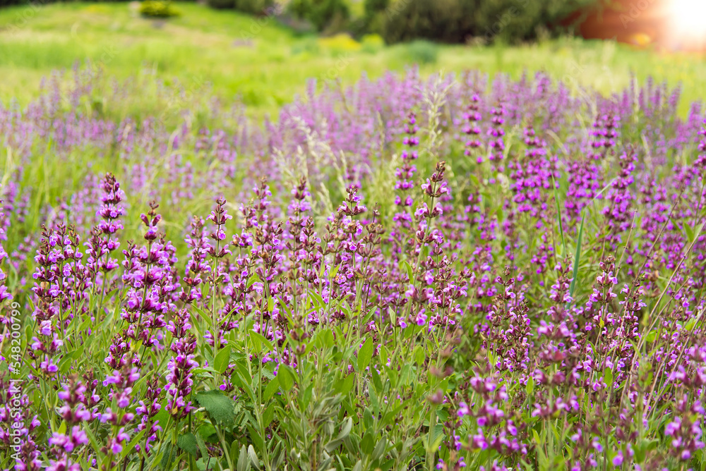 Naklejka premium Medicinal herb prunella vulgaris with purple flowers in the garden in summer. Useful plant for in non-traditional herbal medicine, homeopathy and cosmetology