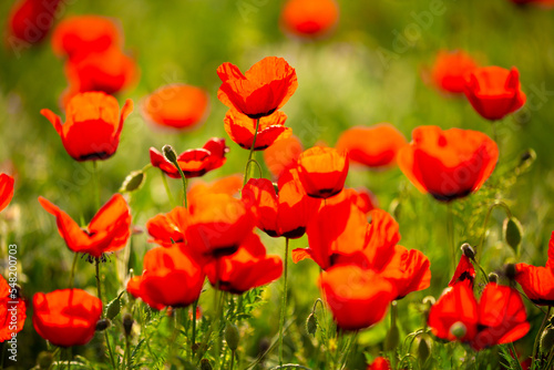 Spring, field of poppy flowers. The concept of the freshness of the morning nature. Spring landscape of red wildflowers. Beautiful landscape, pnorama long banner.