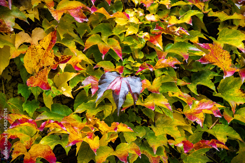 Fototapeta Naklejka Na Ścianę i Meble -  Złota Polska Jesień 2022