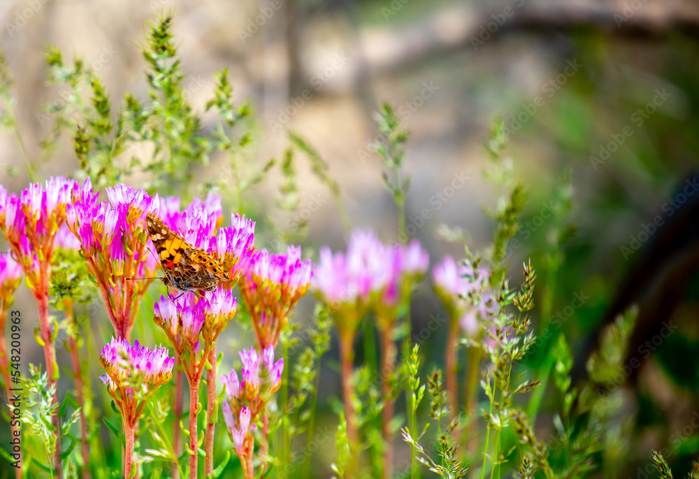 Obraz premium Spring flowers under the rays of sunlight. Lilac flower close-up. Beautiful landscape of nature. Hi spring. Beautiful flowers on a green meadow.