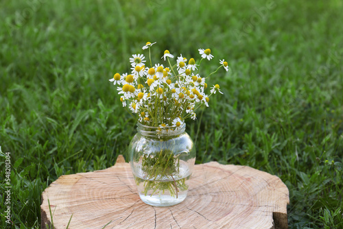 Beautiful bouquet of chamomiles in jar on stump outdoors