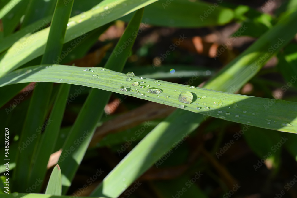 Green leaves with water drops outdoors, closeup Green leaves with water drops outdoors, closeup