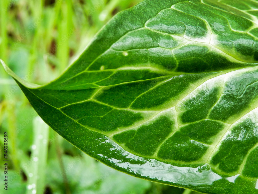 Close up of the glossy arrow shaped leaf of the Cuckoo Pint plant (Arum Maculatum) after rainfall, also known as Lords and Ladies
Close up of the glossy arrow shaped leaf of the Cuckoo Pint plant (Arum Maculatum) after rainfall, also known as Lords and Ladies