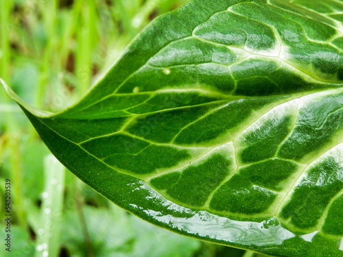 Close up of the glossy arrow shaped leaf of the Cuckoo Pint plant  Arum Maculatum  after rainfall  also known as Lords and Ladies  