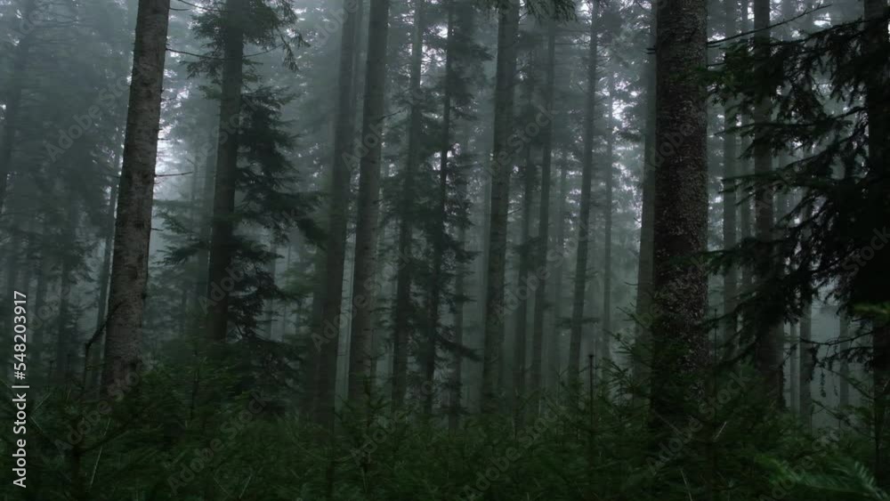 fog in the woods fog in the woods