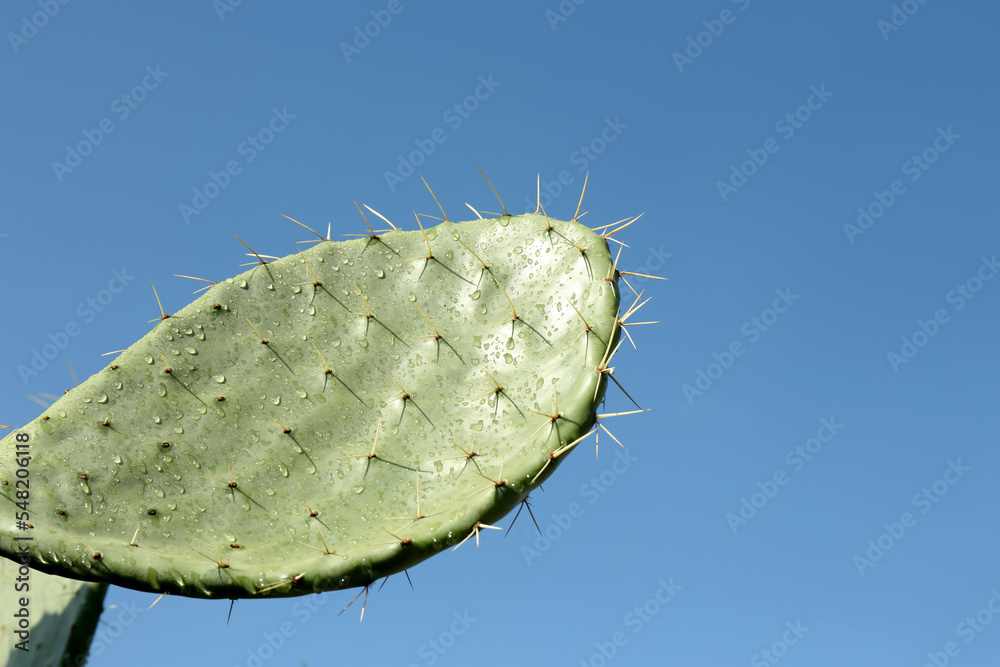 Fototapeta premium Beautiful view of cactus with thorns against blue sky, closeup. Space for text