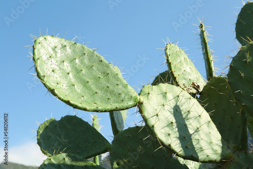 Beautiful view of cacti with thorns against blue sky  closeup