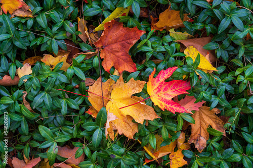 Colorful and bright background made of fallen autumn maple leaves on myrtle bed photo