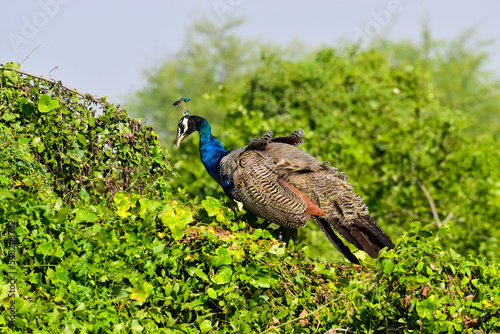 Beautiful Peacock or peafowl on the tree in Bharatpur Bird Sanctuary in India.  photo