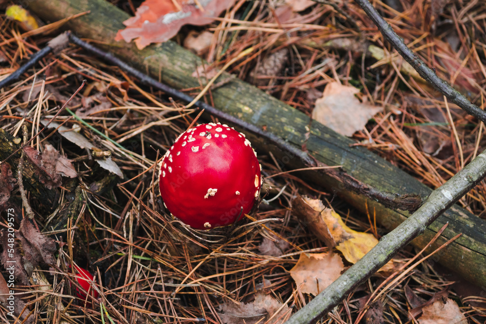 Amanita muscaria mushroom in autumn forest texture, top view. Bright Fly agaric red and white poisonous wild mushroom in fall dry leaves. Toadstool fungus background Amanita muscaria mushroom in autumn forest texture, top view. Bright Fly agaric red and white poisonous wild mushroom in fall dry leaves. Toadstool fungus background