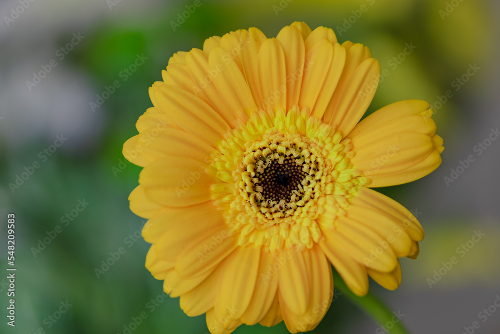 Obraz premium Let the sunshine into your life.