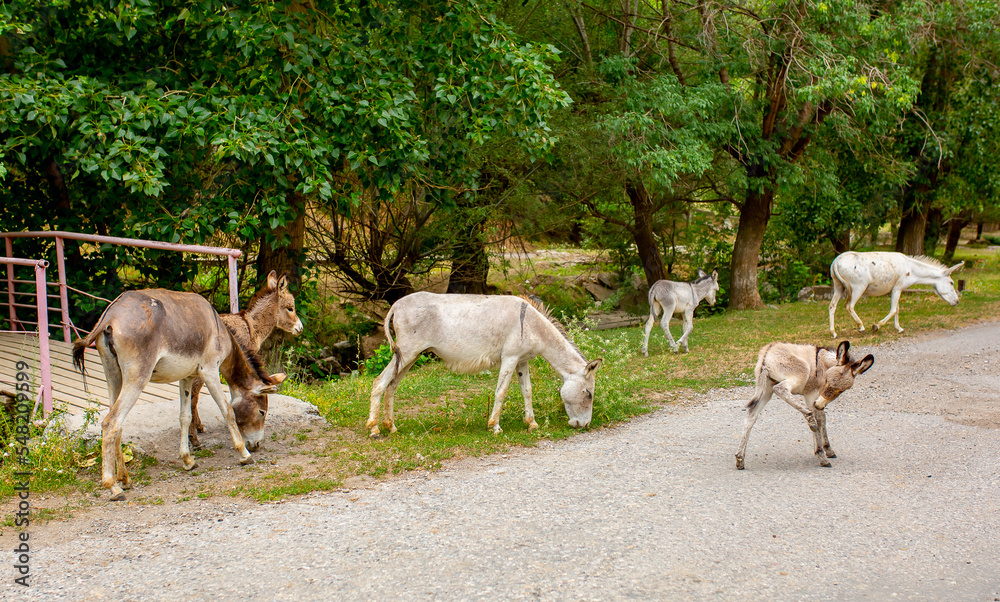 Donkey grazing on a green meadow. Herd of donkeys in the pasture, hardy animals in agriculture. Livestock in the mountains. Donkey grazing on a green meadow. Herd of donkeys in the pasture, hardy animals in agriculture. Livestock in the mountains.