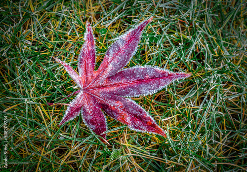 Szron czerwony liść na trawie jesień photo