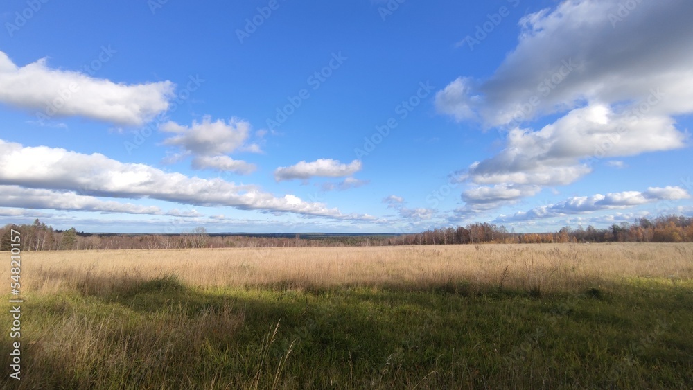 Clouds hang over the field in even rows. On an autumn sunny day, cumulus clouds hang over a distant forest and a meadow with yellowed grass. The White Clouds lined up in long, even rows.