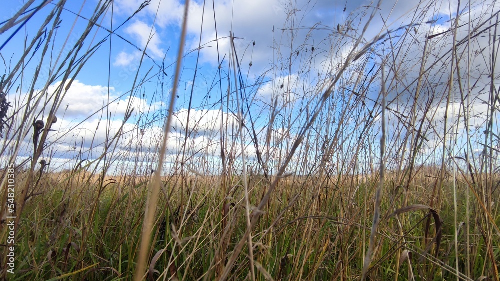 Fototapeta premium High yellow dried grass in the meadow. Autumn sunny day a small meadow with yellow grass, behind the grass one can see an evergreen coniferous forest. From above hang low cumulus white clouds.